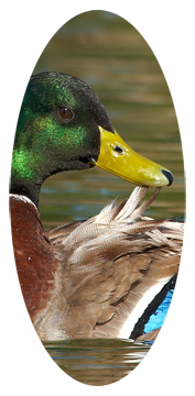 Duck Mallard
